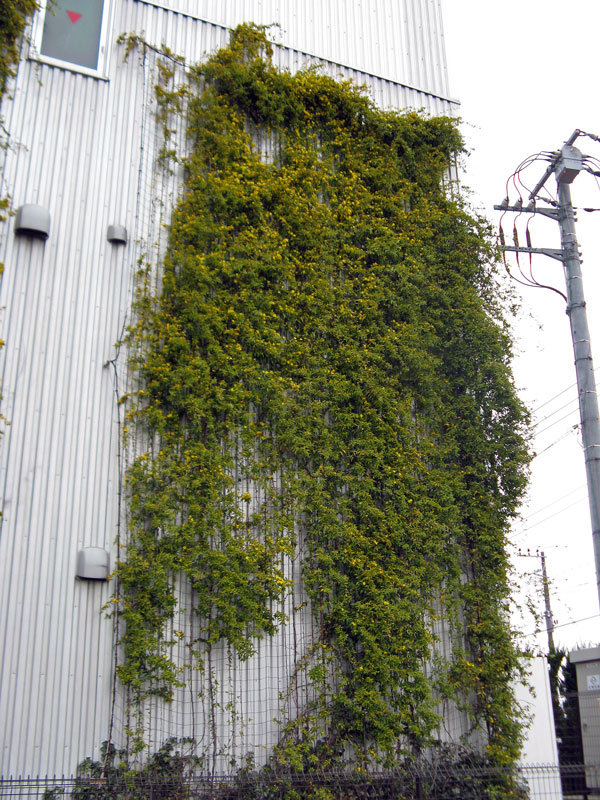 埼玉県某所　ツタネット　施工後５年（カロライナ・ジャスミン）